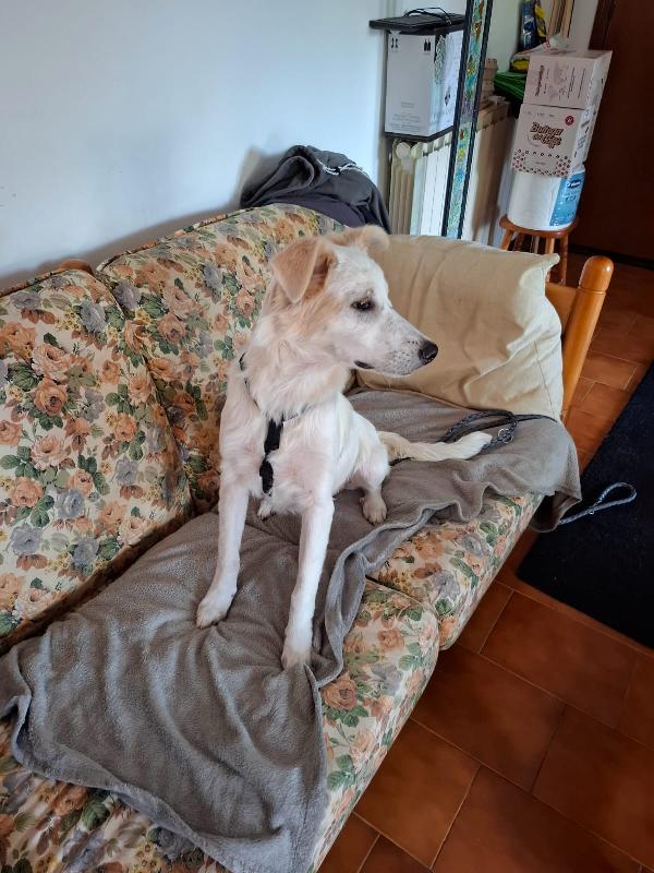💖 Iris, la cucciola che sogna una famiglia 💖 Foto 2